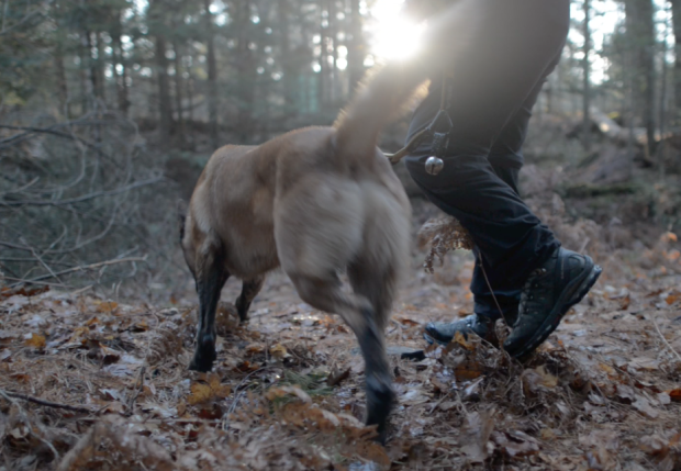 What-the-dog-smelled-The-science-and-mystery-of-cadaver-dogs What-the-dog-smelled-The-science-and-mystery-of-cadaver-dogs