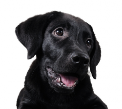 puppy puppy